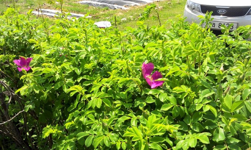 Yejeon Pension Gyeongju Exterior foto